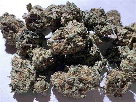  Blueberry Gumbo is 32% THC, making this strain an ideal choice for experienced cannabis consumers. Bred by Sugar Tree, the average price of Blueberry Gumbo typically ranges from $10-$15 per gram. 
