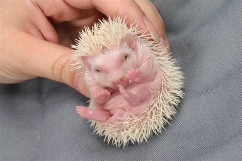 Baby hedgehog. Things To Know About Baby hedgehog. 