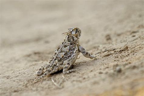 Baby horned lizards released to the wild from north, east Texas zoos
