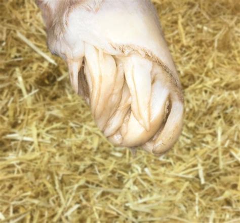 Baby horse hooves. Things To Know About Baby horse hooves. 