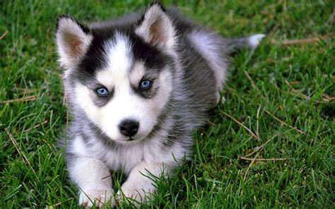 Baby husky. Things To Know About Baby husky. 
