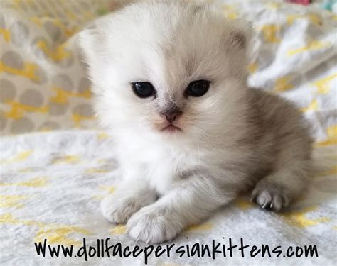 Welcome to Lovely Kitten home of Kittens for Sale. We are a registered and well-recognized Kitten Breeders with a great reputation for raising kittens since 2013. However, w e offer ….