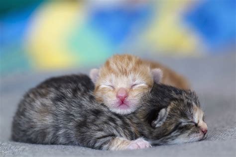 Baby kittens. Things To Know About Baby kittens. 