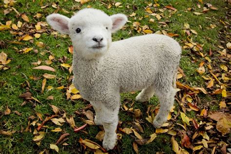 Baby lamb. Things To Know About Baby lamb. 