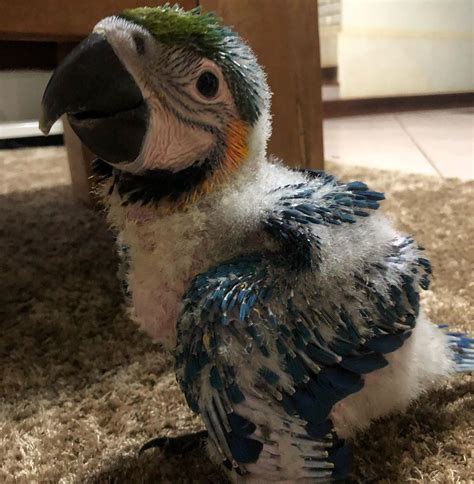 Baby macaws for sale near me. Live Parrots Pet Store is one of the largest Parrot Specie breeder and seller in the USA. We sell Parrots such as African Grey Parrots, Amazon Parrots, Macaw Parrots, Conure Parrots, Cockatoo Parrots, Pionus Parrots and Eclectus parrots for sale online. We are specialized in both hand raised baby Parrots and adult Parrots as well. Our pet store staff helps in the education of each customer and ... 
