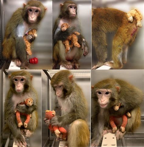 Baby monkey experiments videos.  The zoo explains.  But Punch&rsquo;s attachment to his inani...