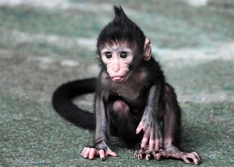 Baby monkeys. Things To Know About Baby monkeys. 