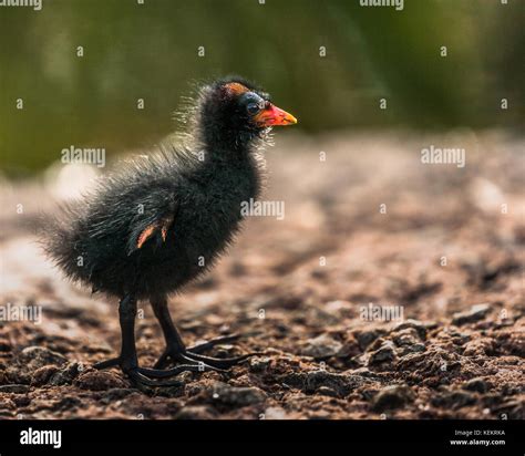 Baby moorhens hi-res stock photography and images - Alamy