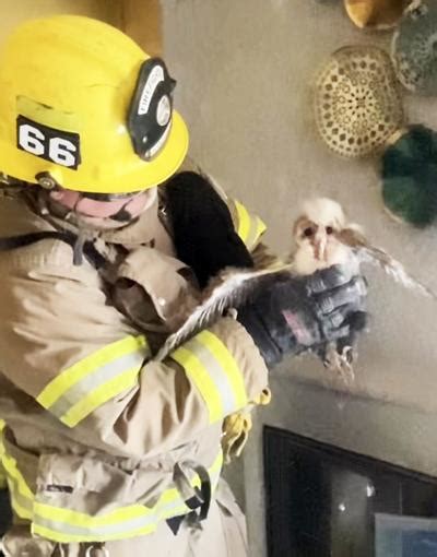 Baby owl rescued from chimney of Chino Hills home