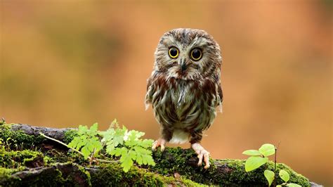 Baby owls. Things To Know About Baby owls. 