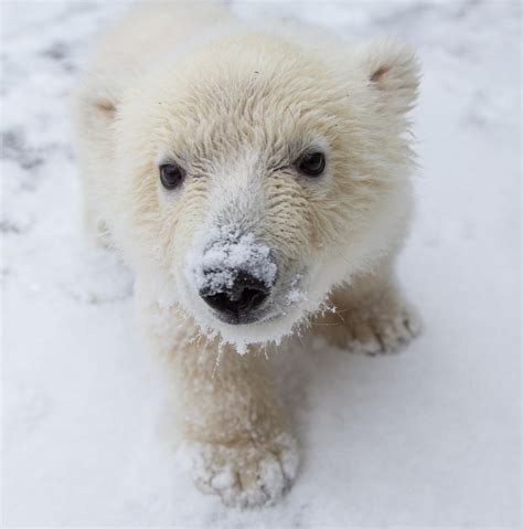 Baby polar bear. Things To Know About Baby polar bear. 