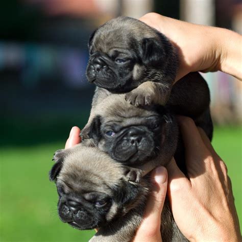 Baby pugs. Things To Know About Baby pugs. 