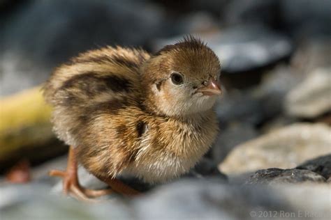 Baby quail. Things To Know About Baby quail. 