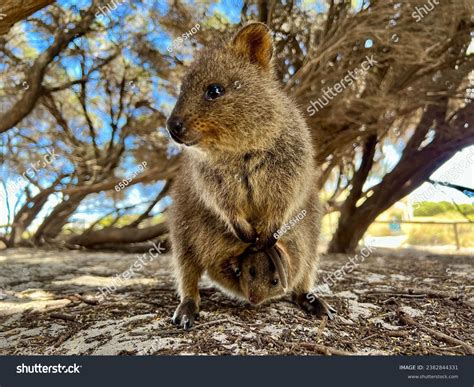 Baby quokka peeks out of mom