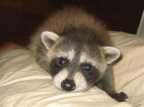 Baby raccoon. Things To Know About Baby raccoon. 