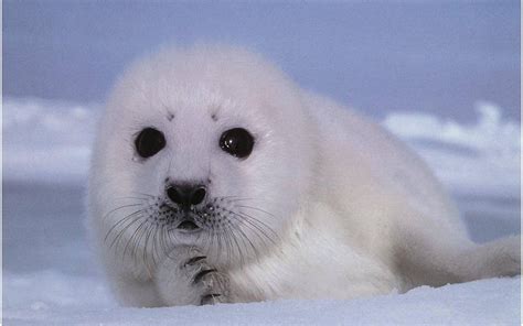 Baby seal. Things To Know About Baby seal. 
