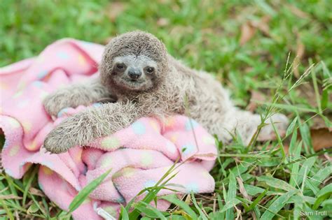 Baby sloth. Things To Know About Baby sloth. 