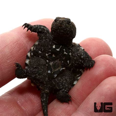 Baby snapping turtle for sale. 5 days ago · All of the baby turtles for sale and adult turtle for sale here at the turtle store are 100% captive bred. Our baby turtle inventory includes some of the most colorful, hand-raised real live turtles for sale you will ever find. Our on-site biologist works with our box turtles as well as our water turtles daily and oversees care and breeding. 
