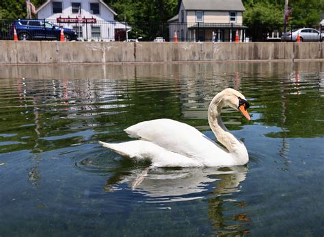Baby swans to return to village of Manlius Swan Pond