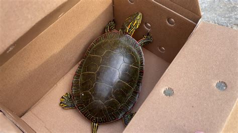pet turtles & tortoises for sale Stop by Petco and check out our turtles and tortoises for sale. Find a shell-backed sidekick sure to make you smile! While seemingly identical, you’ll find there are some distinct differences between turtles and tortoises..