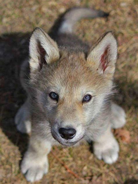Baby wolf. Things To Know About Baby wolf. 