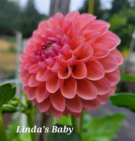 Baby-Dahlia Onlyfans Leaked [PPV] 🍆