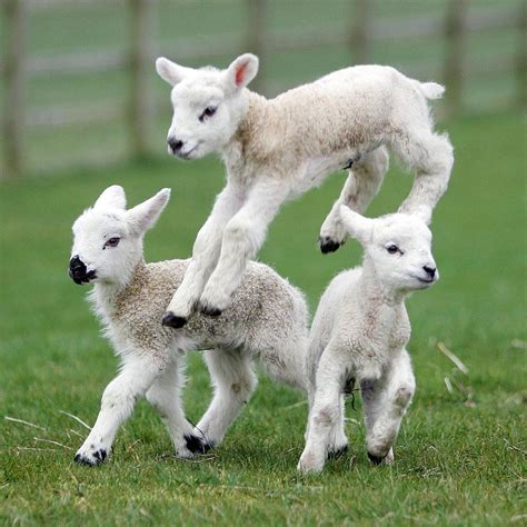 🔥 Baby_Sheep Onlyfans Leaked PORN 150 Pics