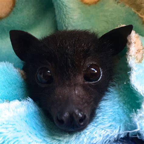 Babybat Leaks [CLIP] 🍆 205 Videos