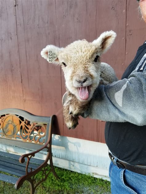 Babydoll ewe lamb, 3 months old, looking for a ne