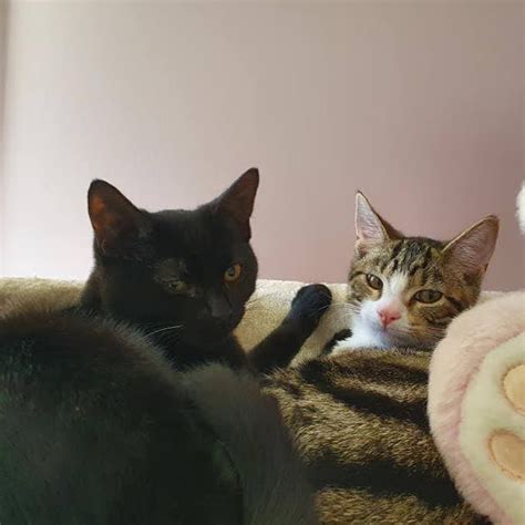 Babykitty000 Onlyfans Leak PORN 💦 184 Pics