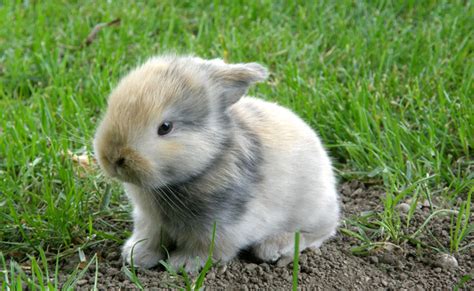 Babylapin Onlyfans Leak