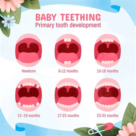Babys Teeth Chart
