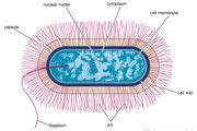 Bacillus thuringiensis Definition & Meaning Dictionary.com