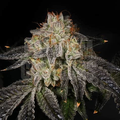 Biscotti is a potent indica-dominant hybrid marijuana strain made by crossing Gelato 25 with Sour Florida OG. This strain produces a cerebral high that leave consumers feeling relaxed, creative .... 