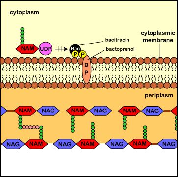 Bacitracin mechanism of action.  This comprehensive guide covers how t...