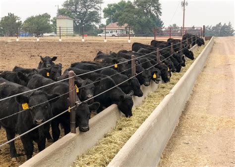 Backgrounding Feeder Cattle Nutrition Cattle - Government …