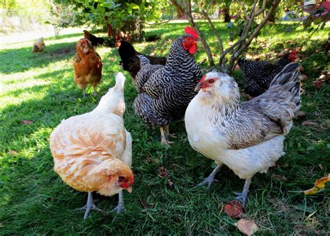 Backyard chickens. Making the Tough Calls - Difficult but Essential. Blooie. Dec 30, 2017. 6 min read. Views: 23K. Reaction score: 135. Comments: 84. Reviews: 20. In a mad frenzy of enthusiasm - that's how we seem to dive into the world of raising chickens. 