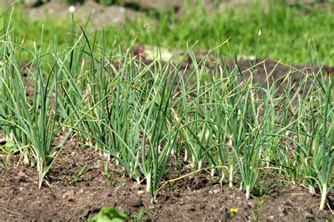 Backyard farming growing garlic the complete guide to planting growing and harvesting garlic. - Manuale del sistema di acqua salata krystal clear krystal clear saltwater system manual.