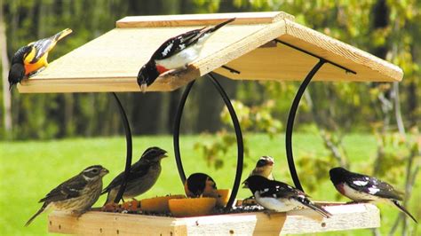Read Online Backyard Bird Photography How To Attract Birds To Your Home And Create Beautiful Photographs By Mathew Tekulsky