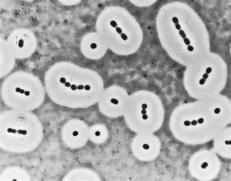 Bacteria - Capsules and slime layers Britannica