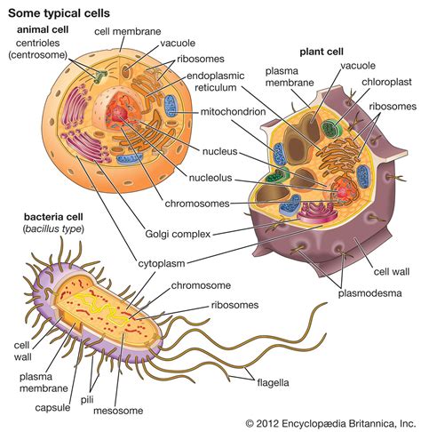 Bacteria Cell, Evolution, & Classification Britannica