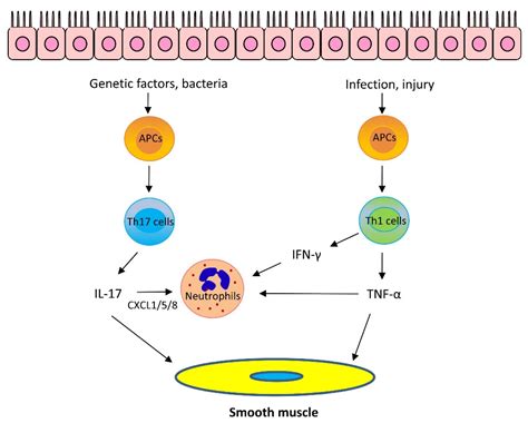 Bacteria in Asthma Pathogenesis - PubMed