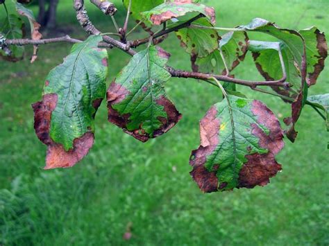 Bacterial Leaf Scorch Control - How To Treat Bacterial Leaf Scorch