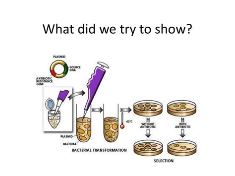 Bacterial Transformation Lab - Anna Schlesinger DP - Google Sites