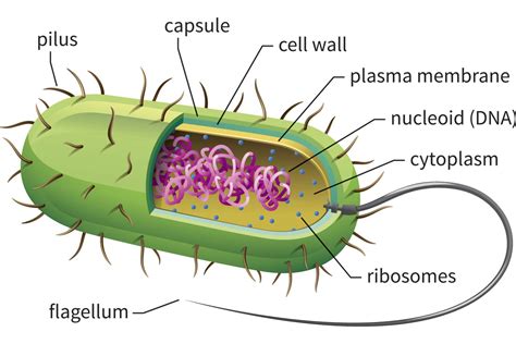 Bacterial cell structures labster.  They&rsquo;re called resident flora, or y...