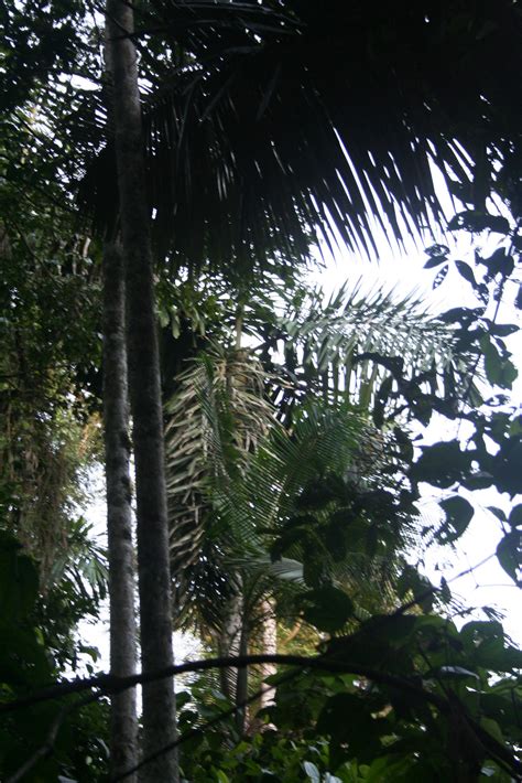 Bactris speciosa var. chichagui