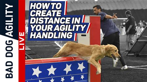 The Bad Dog Agility Preferred Power 60 for 2018 – Through Q3 The Preferred Power 60 is a group of the top 12 dogs in each of the 5 Preferred AKC Agility height classes (4', 8″, 12″, 16″, and 20″) ranked by PowerScore.. 