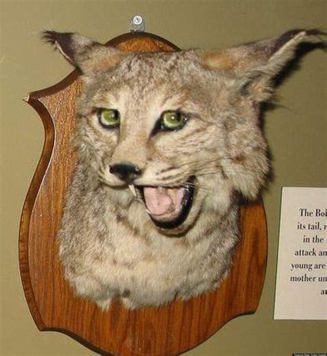 Bad taxidermy. Bad Taxidermy Submitted by Clif Cannon on 5/15/02. ( ) 66.175.168.46. About a month ago I walked into a store and saw a mount of a Bobcat and a Fox squirrel. The bobcat had a black nose, the eyes were loppsided and set improperly. The squirrel had the skin wrapped around the midsection and stapled in place. 