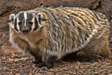 Baders - The black-and-white striped badger is a well-known species in the UK. It is our largest land predator feeding on small mammals, birds’ eggs, worms, fruit and plants. Badgers live in …