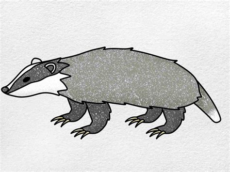 Badger Drawing HelloArtsy